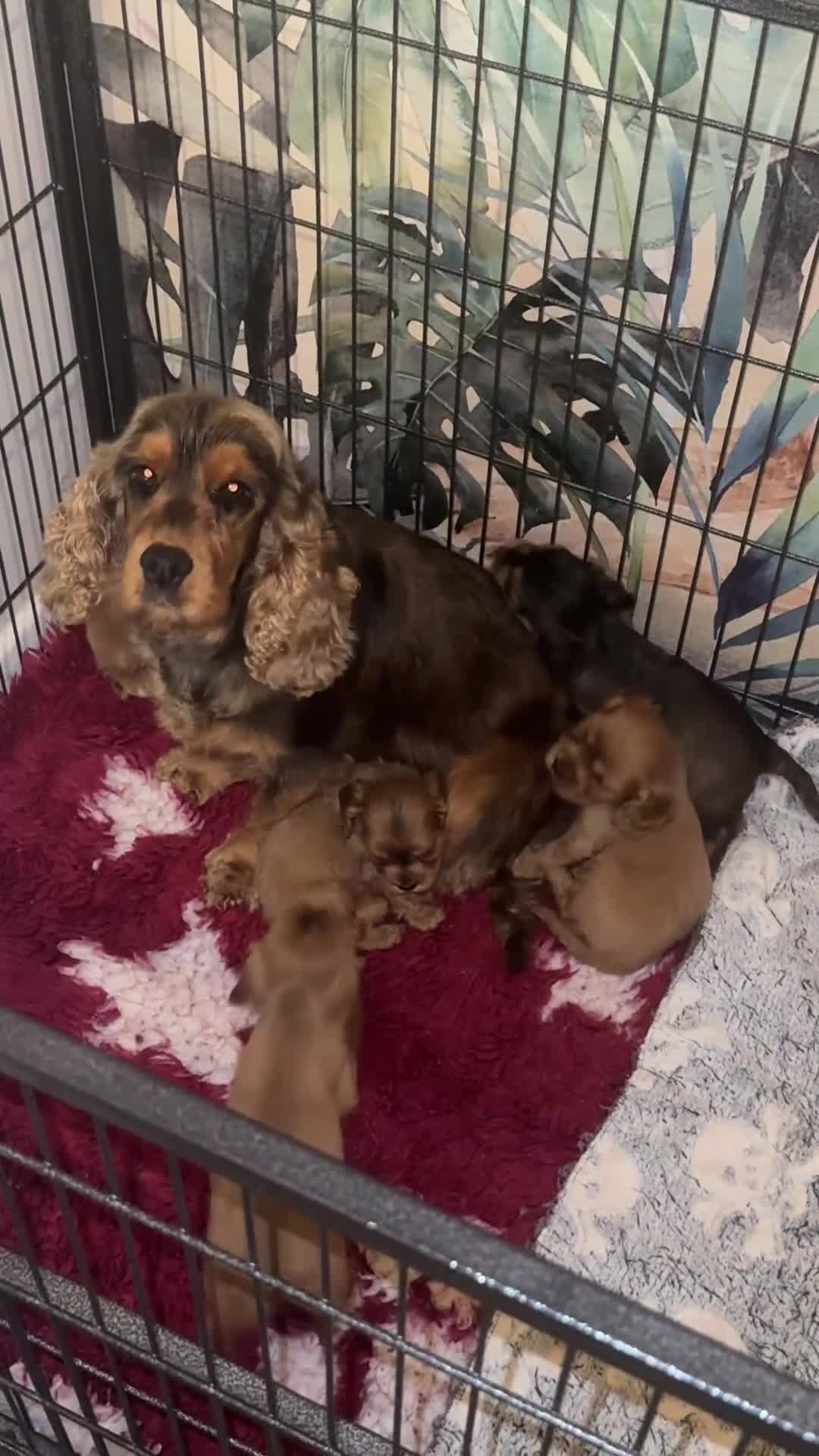 Cockalier dogs for sale: Beautiful f1 fully health tested cockaliers - Video 1