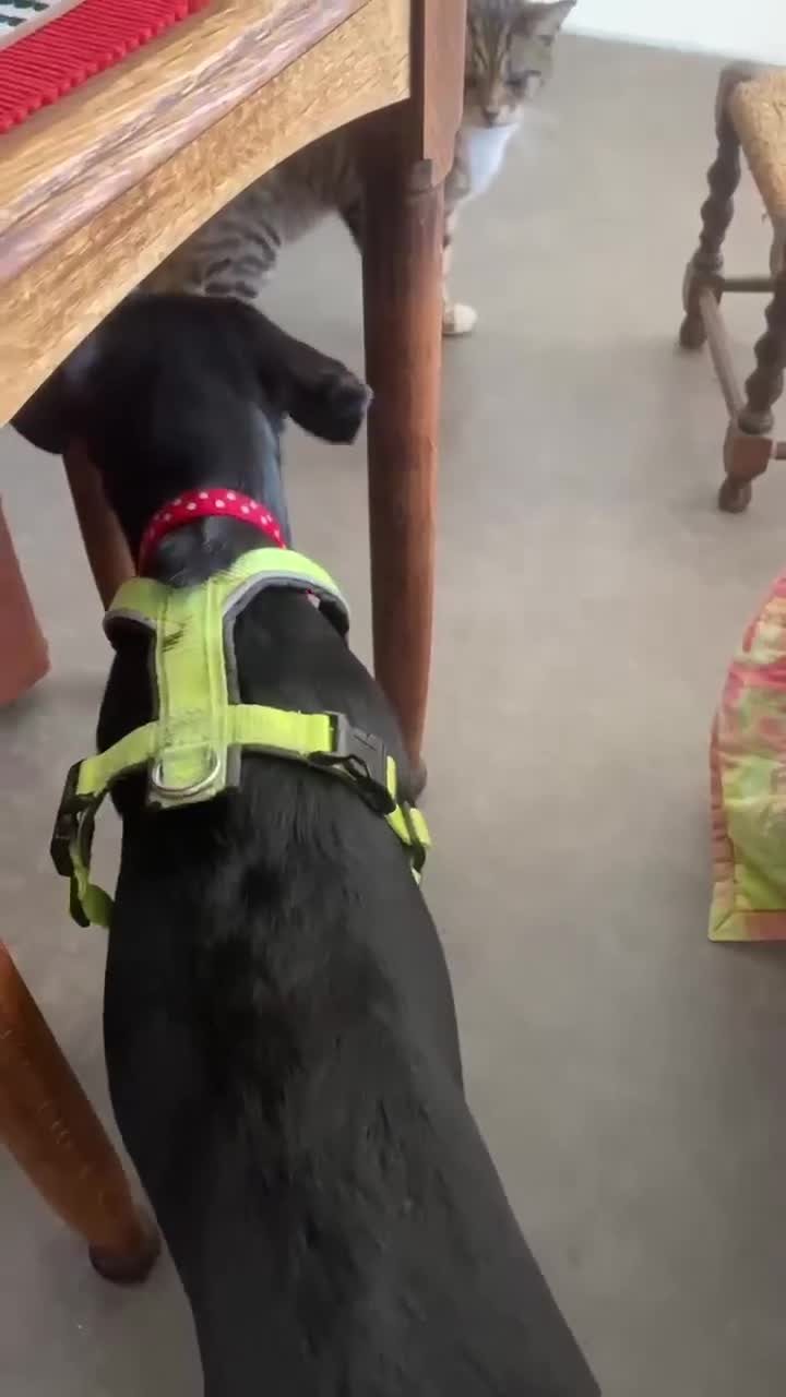 Mixed Breed dogs for adoption: Holly needs a perfect home for Christmas - Video 2