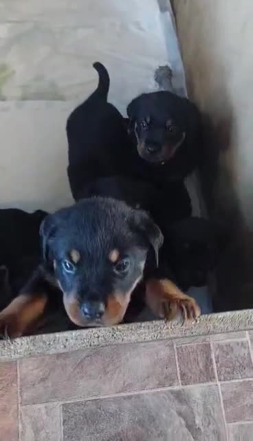 Rottweiler dogs for stud: proven rottweiler stud in Barnsley - Video 1