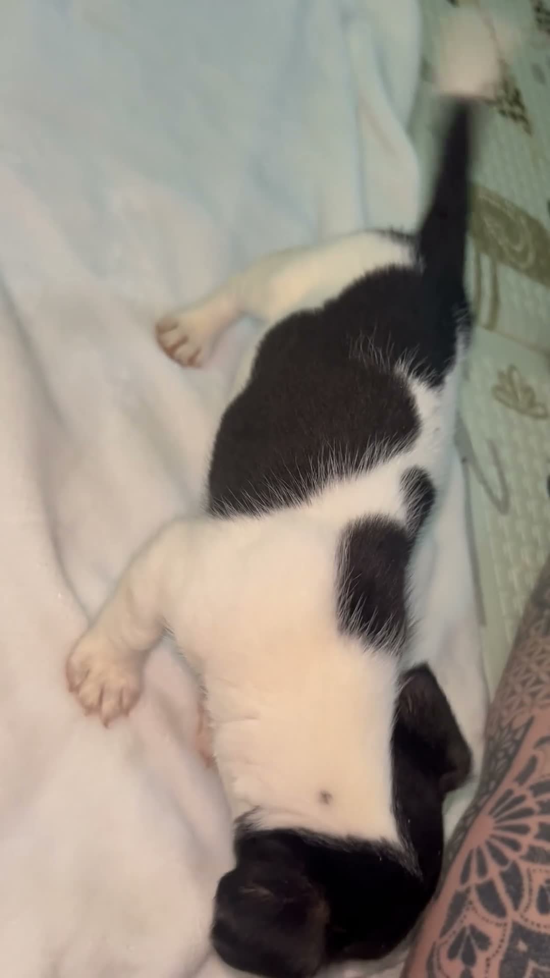 Jack Russell dogs for sale: Male Miniature Jack Russell puppy  in Llanelli - Video 1