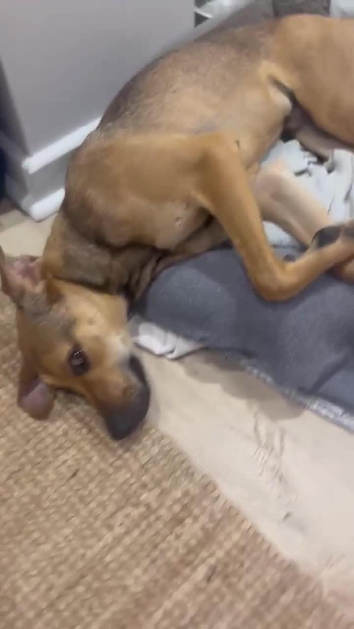 Mixed Breed dogs for adoption: Gandhi is looking for the best home for adoption - Video 3