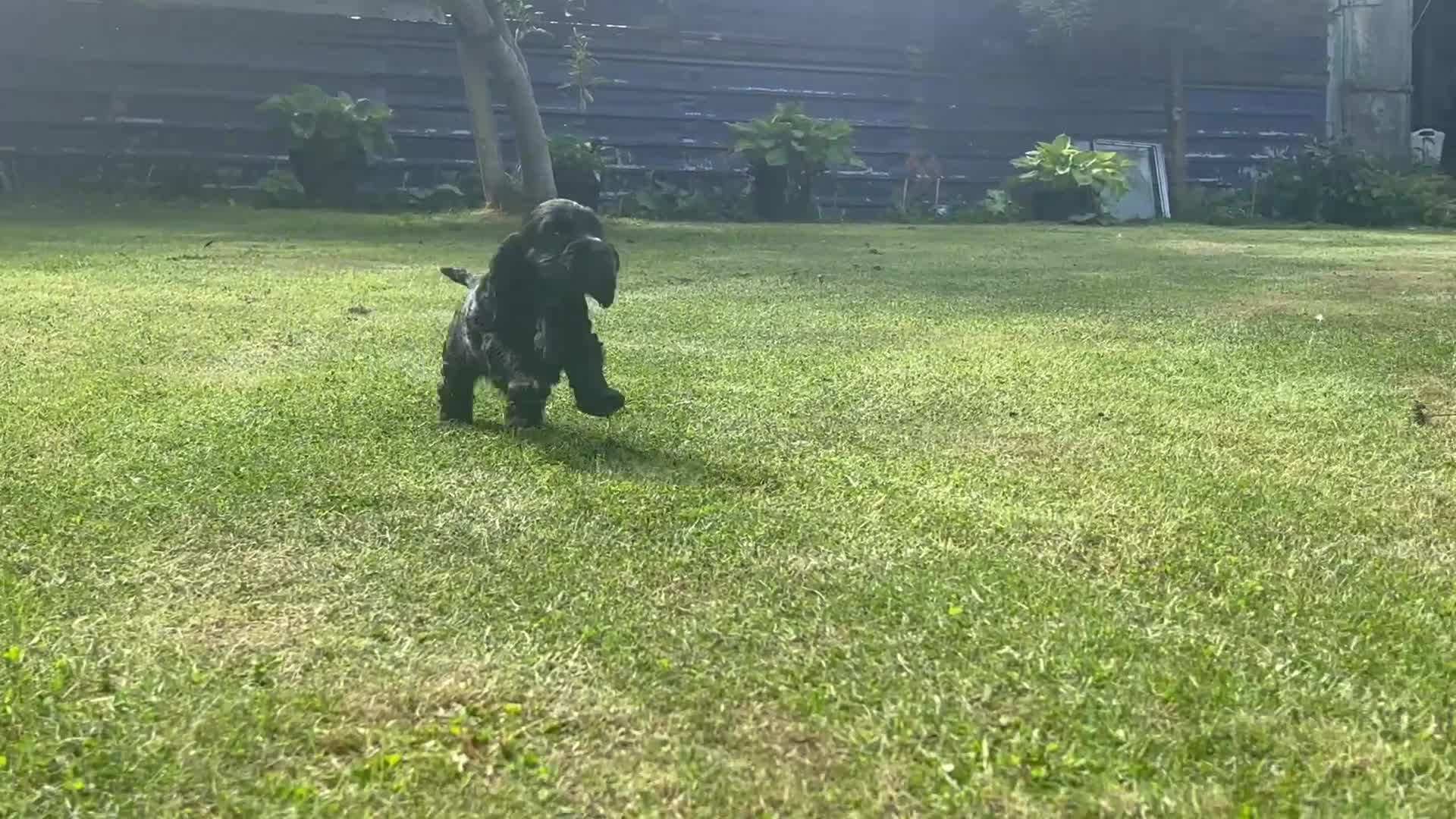 Cocker Spaniel dogs for sale: Gorgeous show type cocker spaniels - Video 1