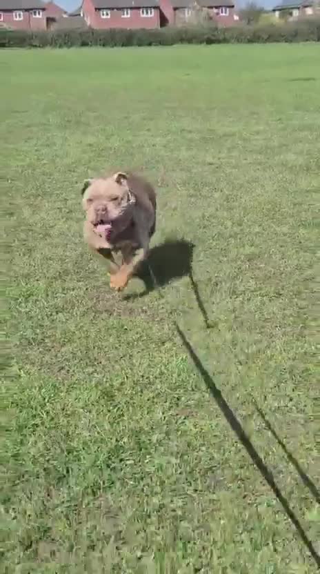 English Bulldog dogs for sale: Female English bulldog  - Video 1