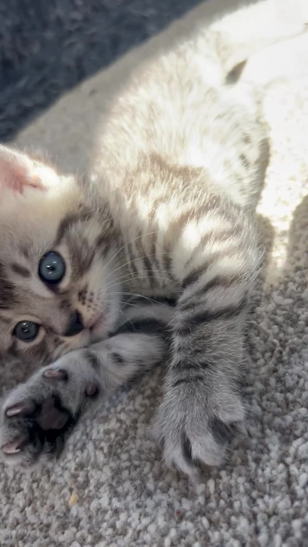 Bengal cats for sale: Bengal x Maine coone kittens - Video 3