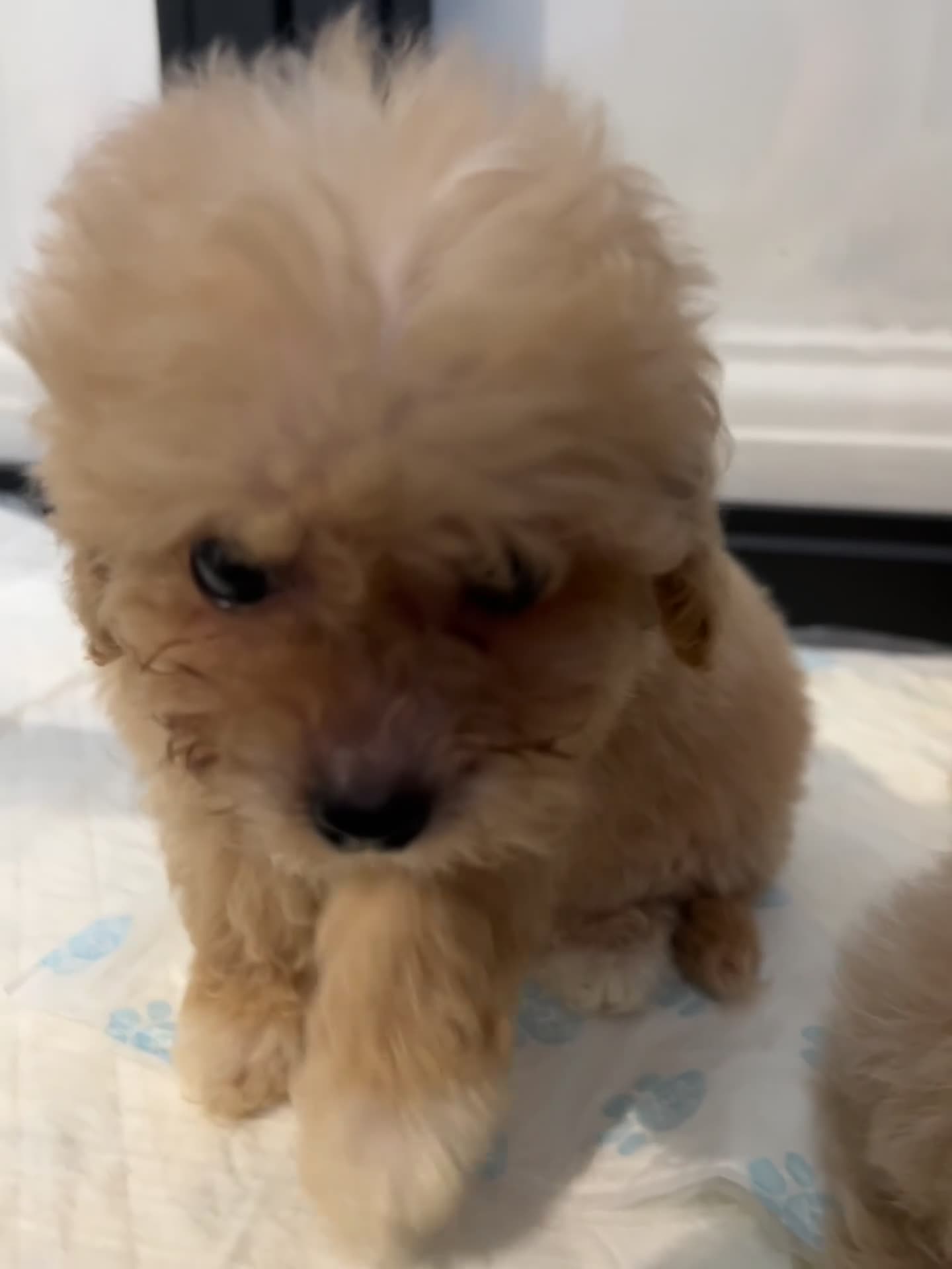 Maltipoo dogs for sale: 💙Maltipoo F1💜 - Video 2