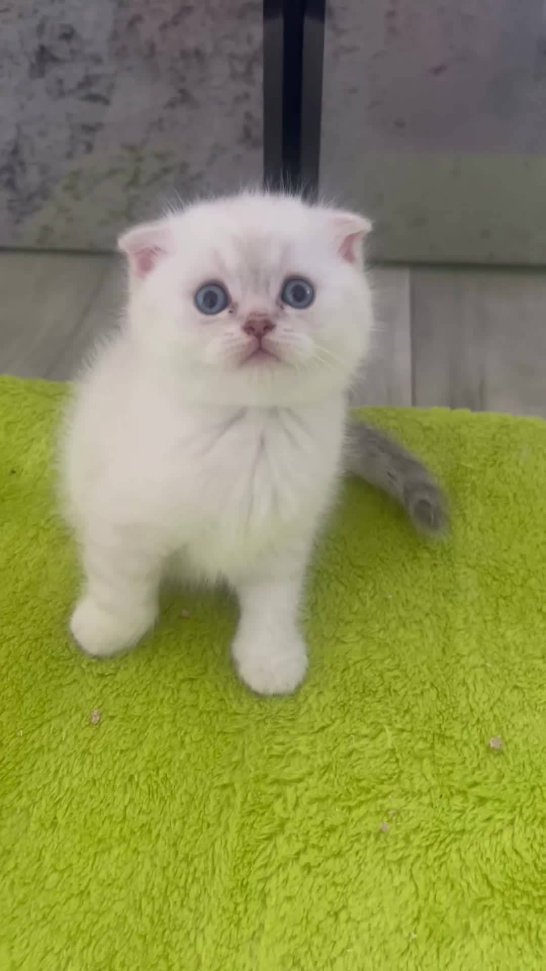 Scottish Fold cats for sale: Scottish fold and straight kittens - Video 1