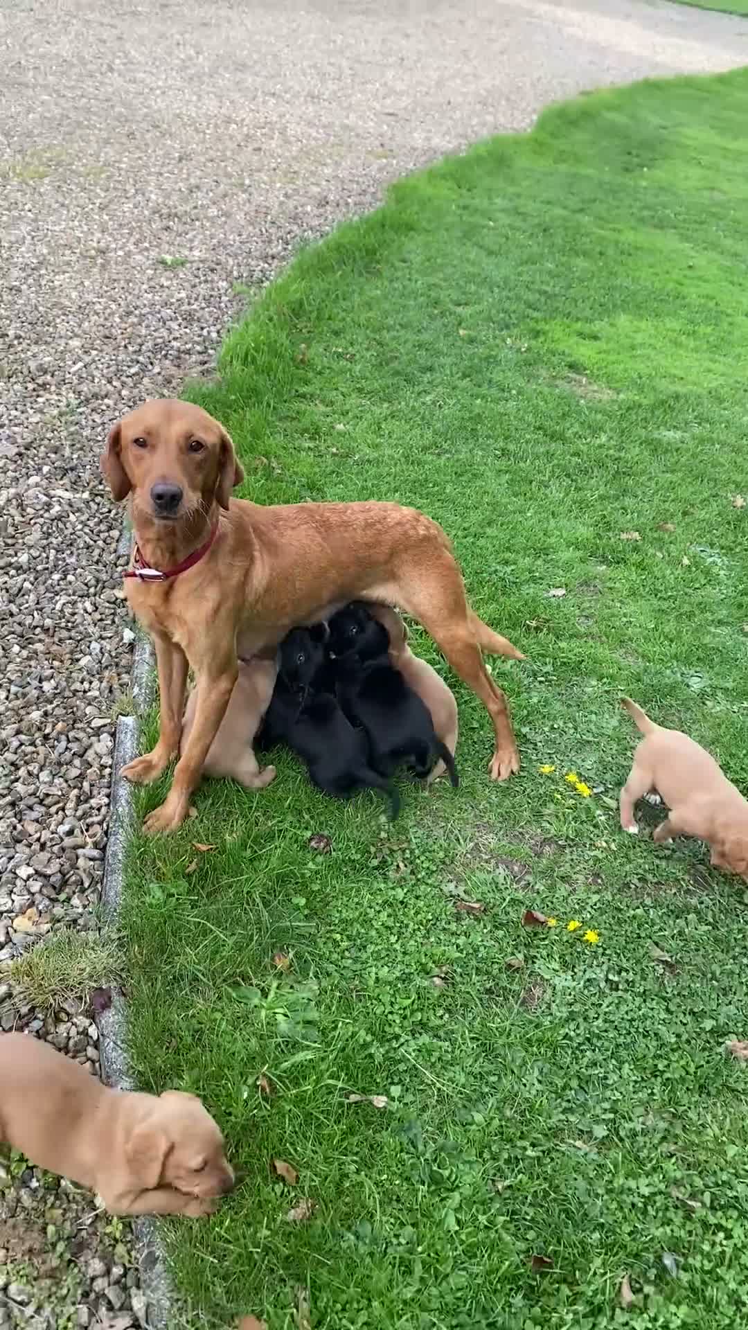 Cockerdor dogs for sale: Cockador Puppies  - Video 2