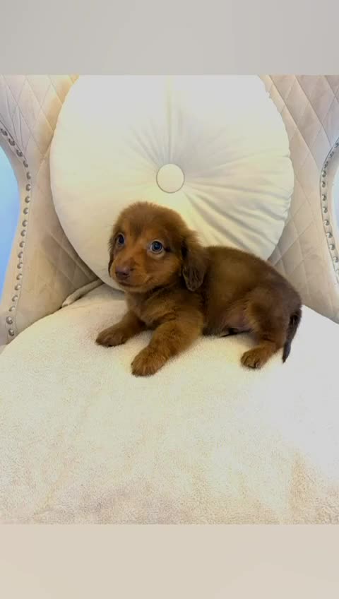 Miniature Dachshund dogs for sale: Dachshund puppy only 1 Boy still available  - Video 2