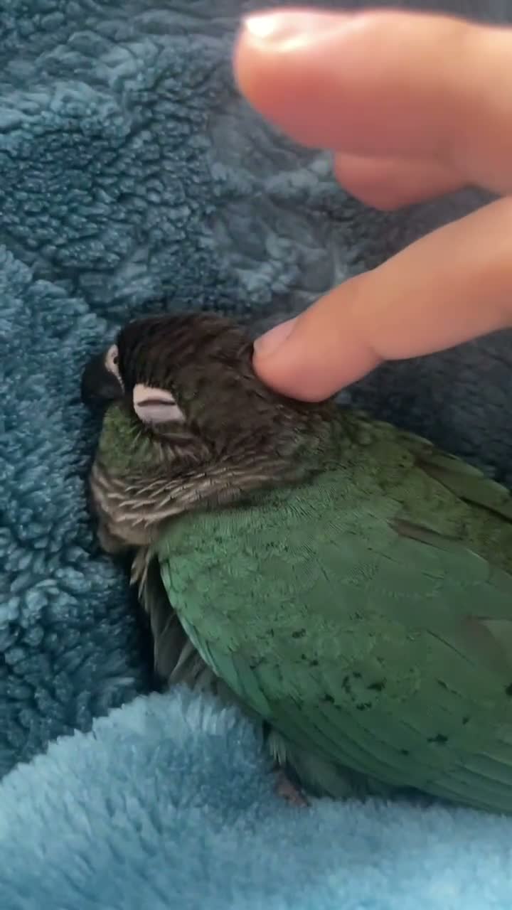 Conures birds for sale: Torquise conure looking for a new home in Leeds in Leeds - Video 1