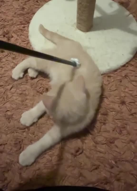 British Shorthair cats for sale: Male British shorthair  - Video 1