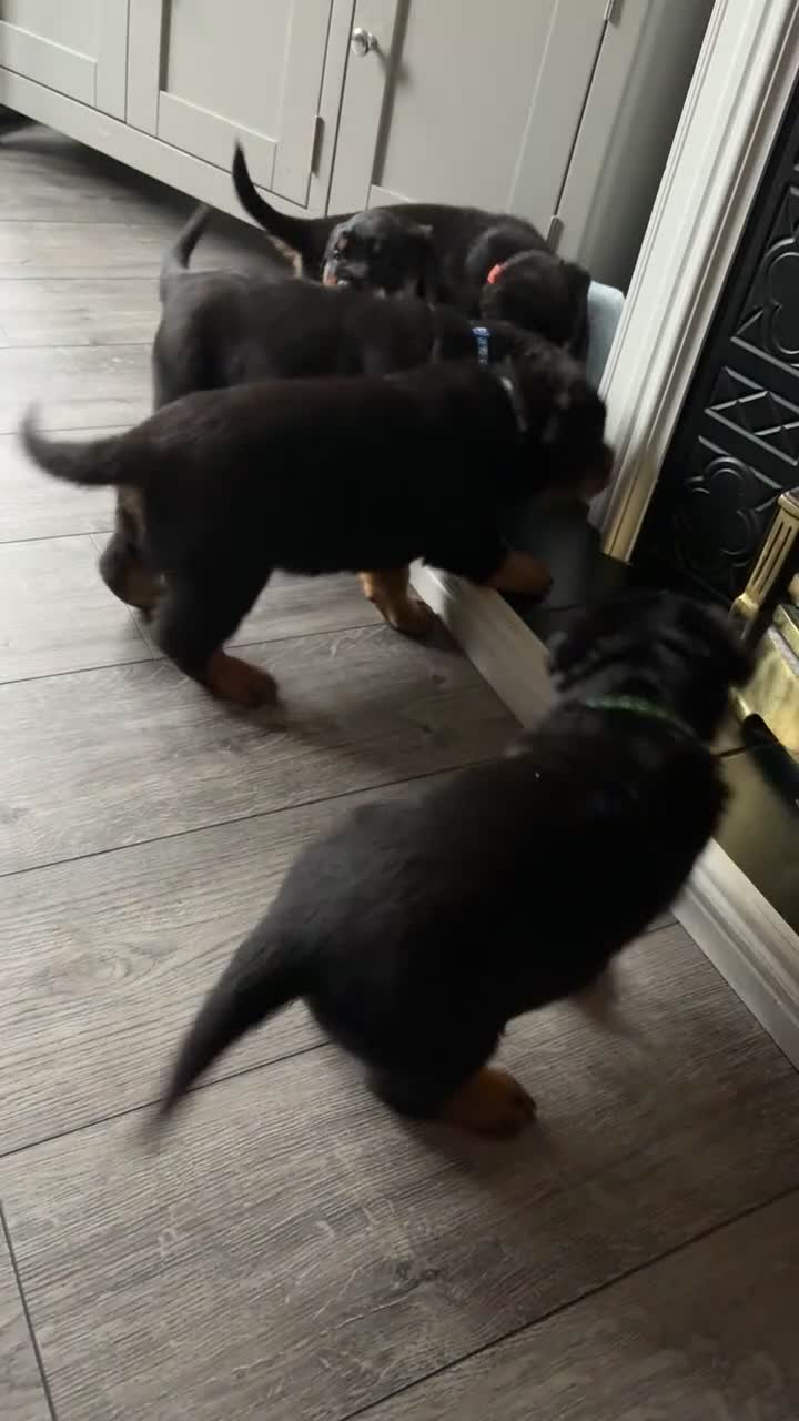 Rottweiler dogs for sale: Big boned chunky Rottweiler puppies - Video 1