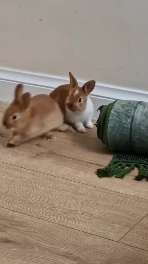 Mini Lop rabbits for sale: Adorable Rabbit Kits Looking for a Loving Home 🐰 - Video 1