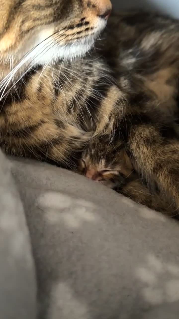Mixed Breed cats for sale: 5 half Maine coone, quarter bengal kittens  in Milton Keynes - Video 1