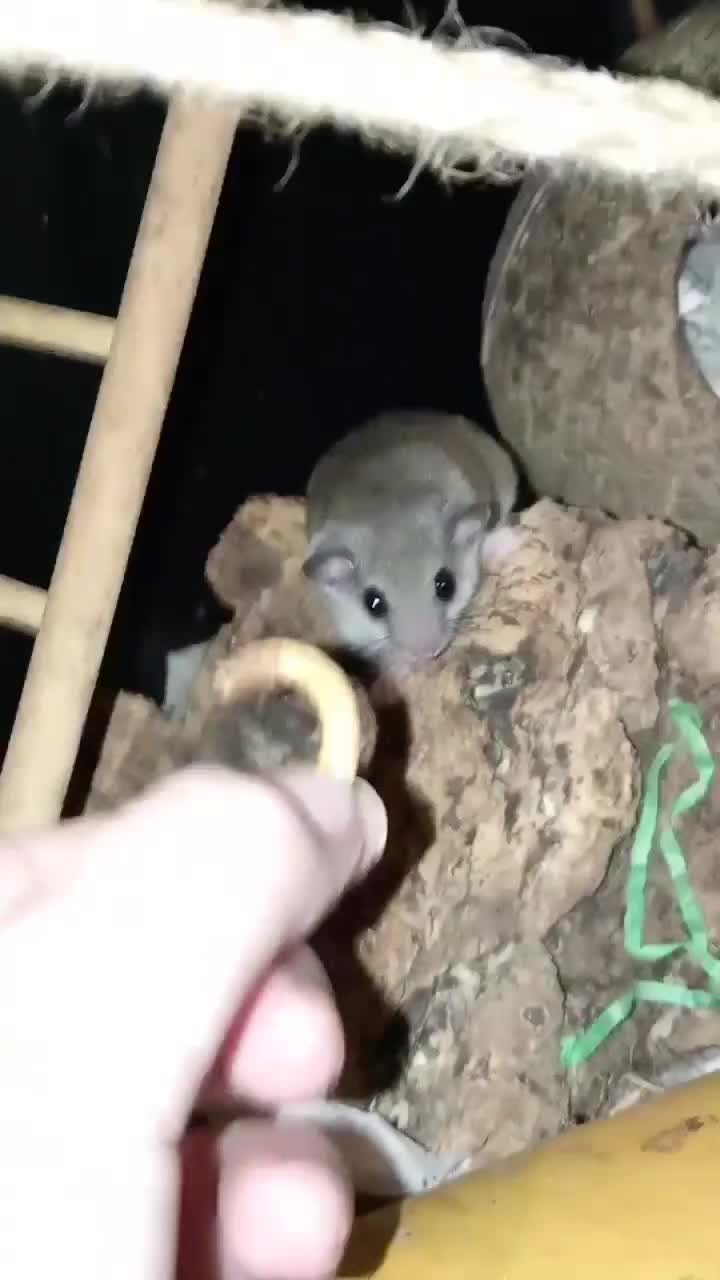 Mouse rodents for sale: 6 friendly females left.  - Video 1