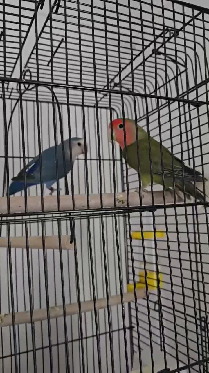 Finches birds for sale: Birds for sale  in Eastbourne - Video 1