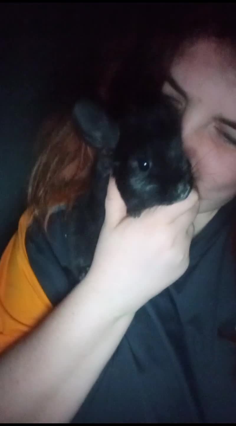 Chinchilla rodents for sale: 3 chinchillas - Video 2