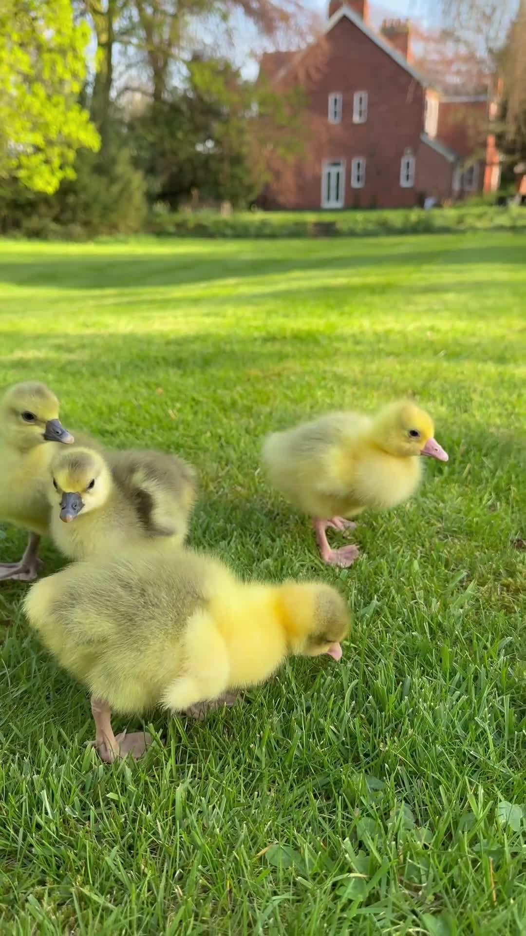 Geese poultry for sale: Goslings available now  - Video 1
