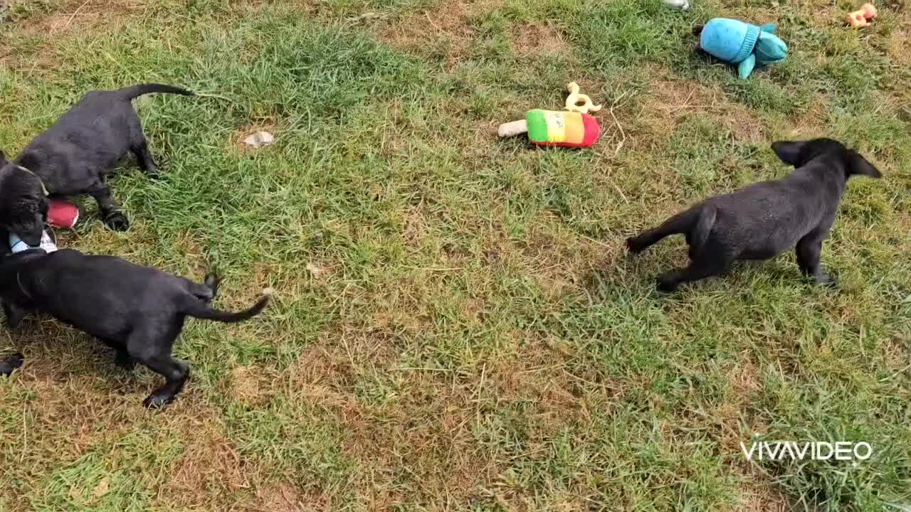 Labrador Retriever dogs for sale: KC Reg Labrador Puppies  - Video 2