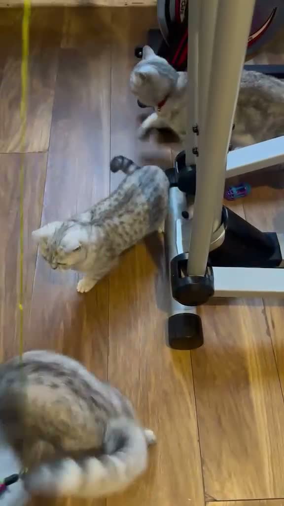 British Shorthair cats for sale: British Shorthair Kittens for sale - Video 1