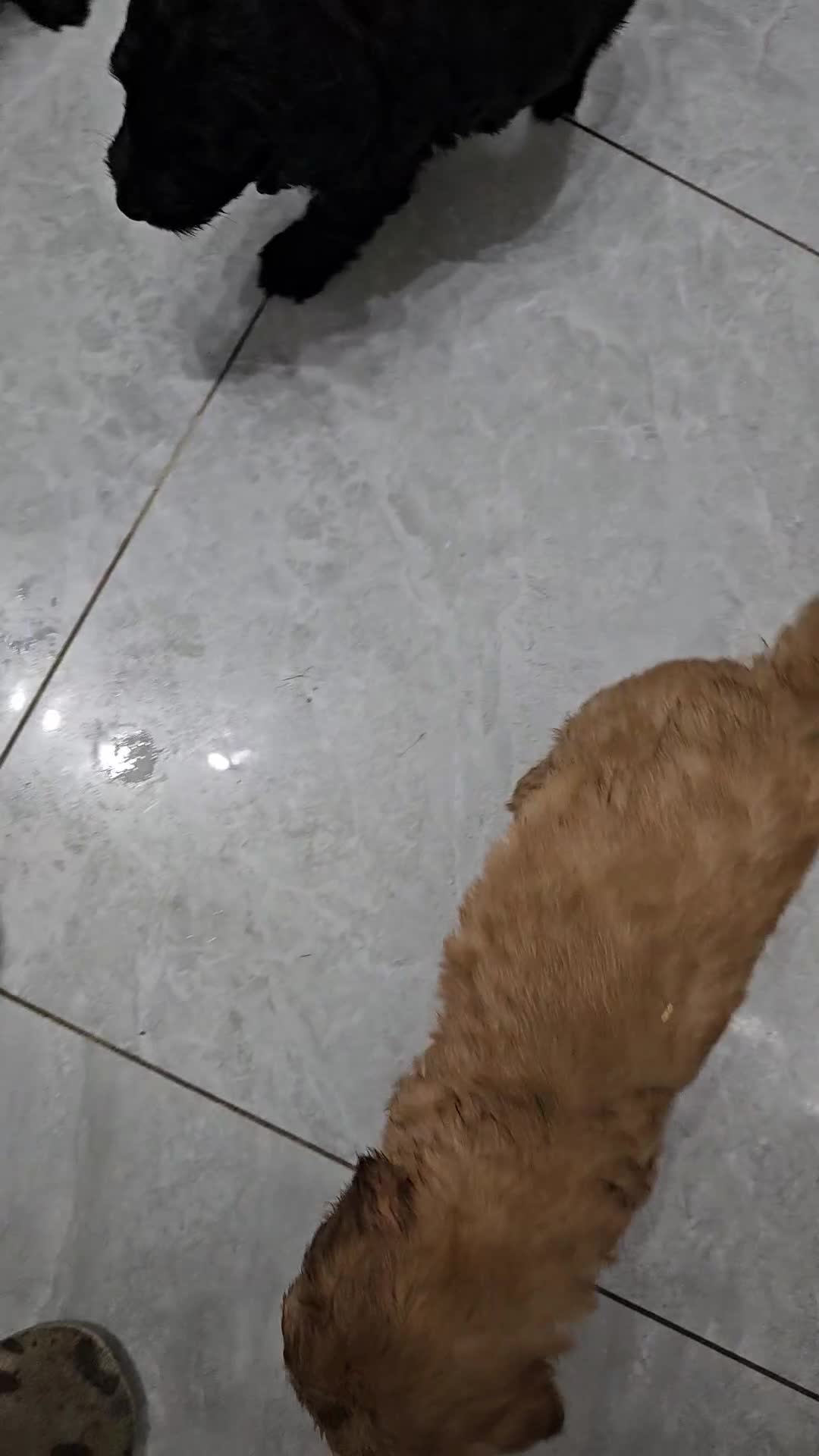 Cockapoo dogs for sale: Cockapoos for sale  - Video 3