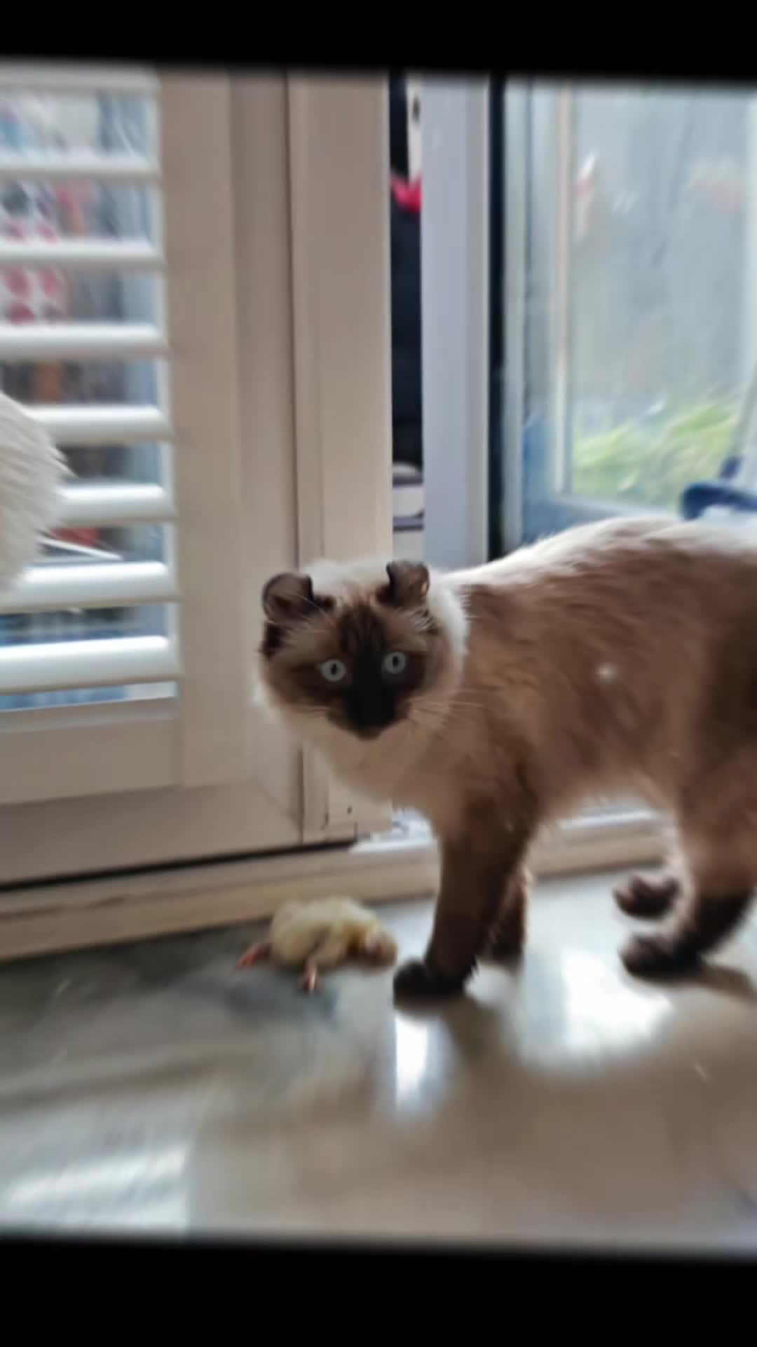 American Curl cats for sale: Two very rare and wonderful kittens for sale - Video 1