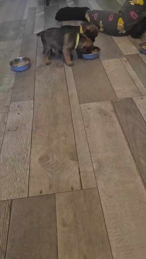 Border Terrier dogs for sale: Gorgeous Border Terrier puppies - Video 4