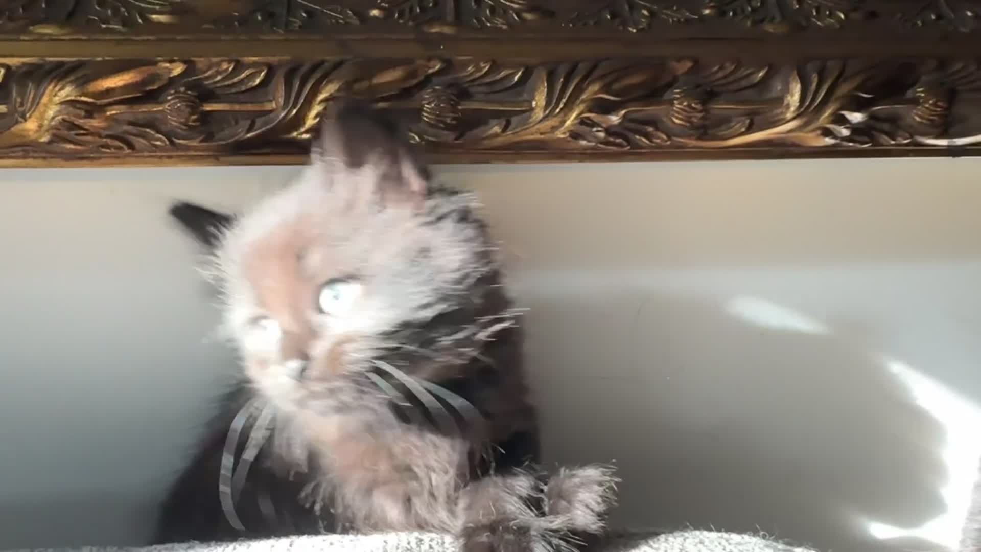 Mixed Breed cats for sale: Beautiful kittens 🐈‍⬛ READY from 25/04 - Video 1