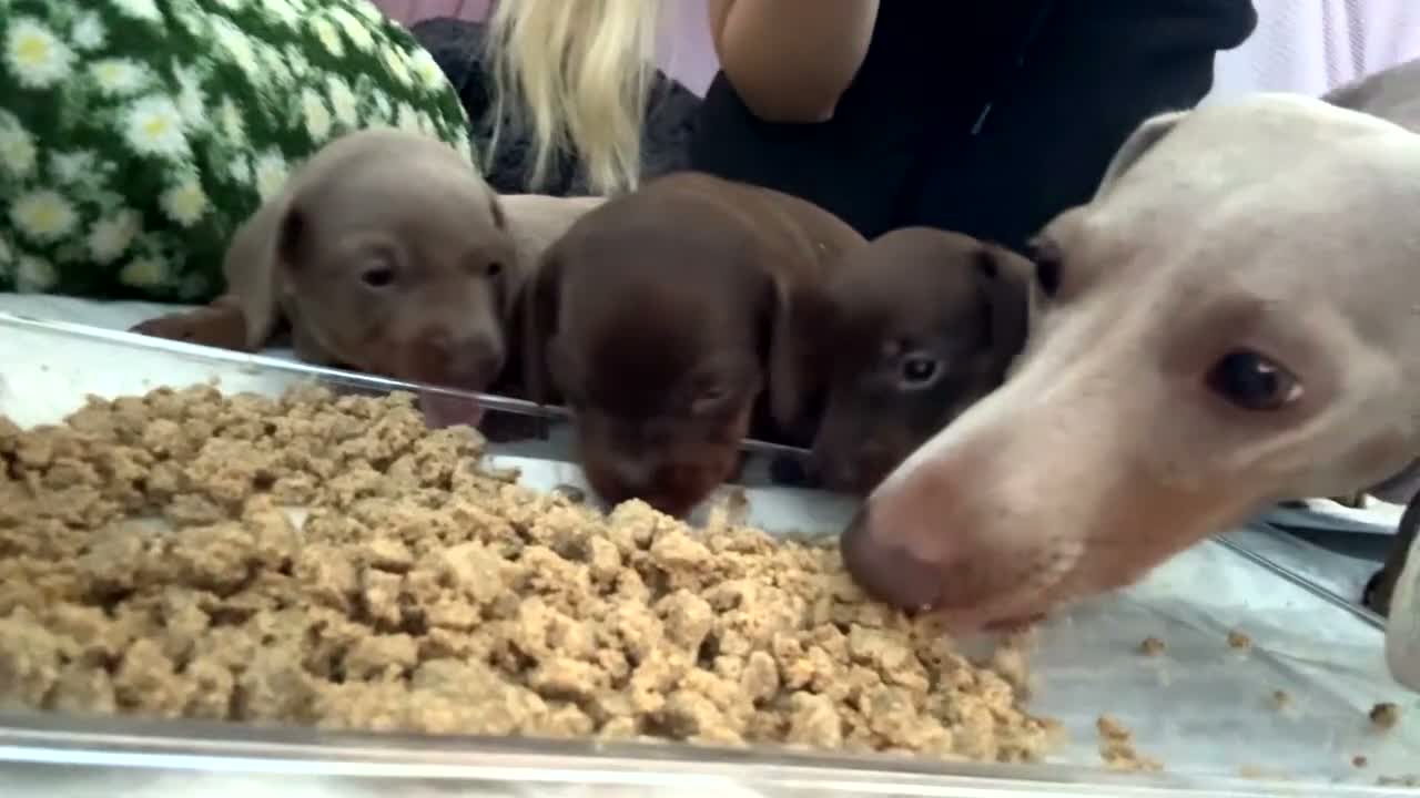 Miniature Dachshund dogs for sale: Miniature dachshund puppies  in Castleford - Video 2
