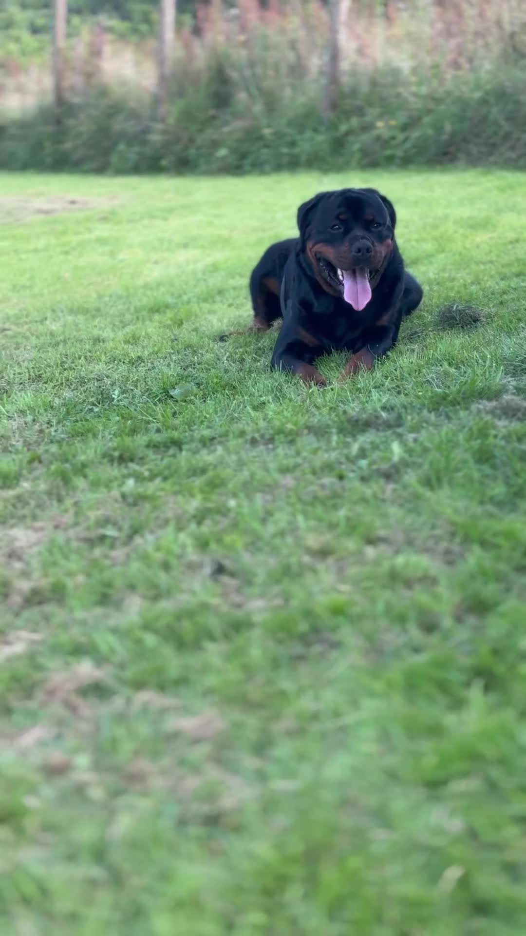 Rottweiler dogs for stud: KC Registered Proven Health Tested Rottweiler Stud - Video 3