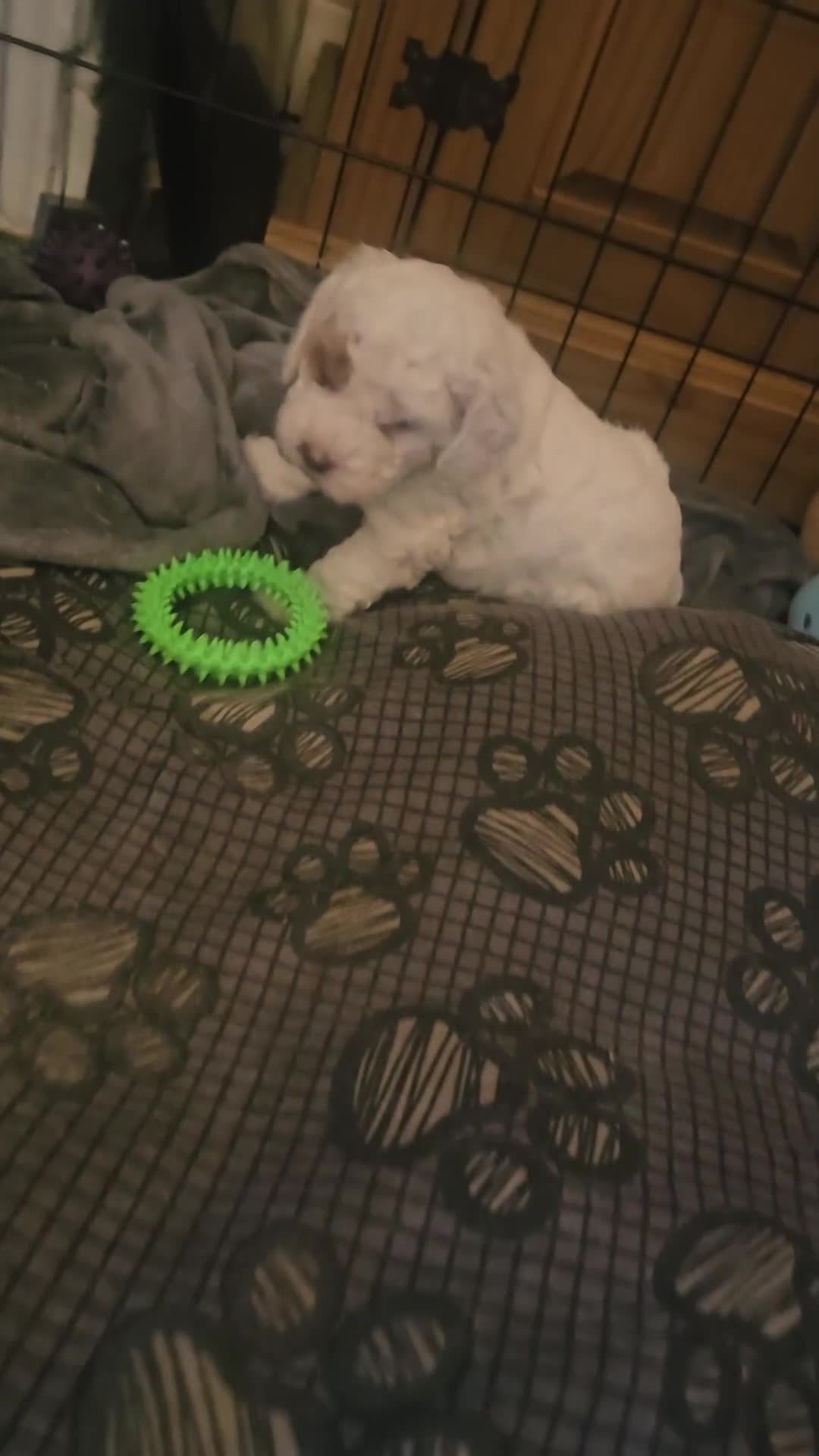 Cockapoo dogs for sale: Only two puppies left! Ready to go 9th December! - Video 3