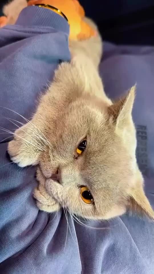 British Longhair cats for sale: Nardo - Video 2