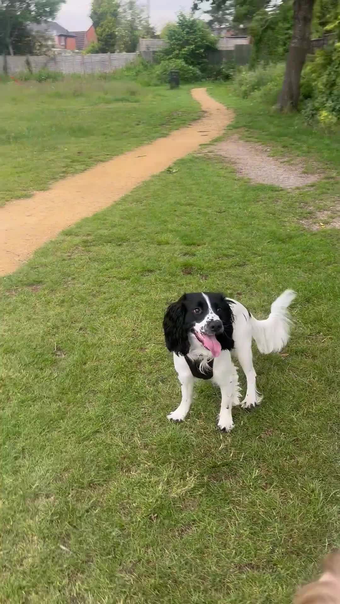 Sprocker dogs for sale: Max Sprocker Spaniel  - Video 1