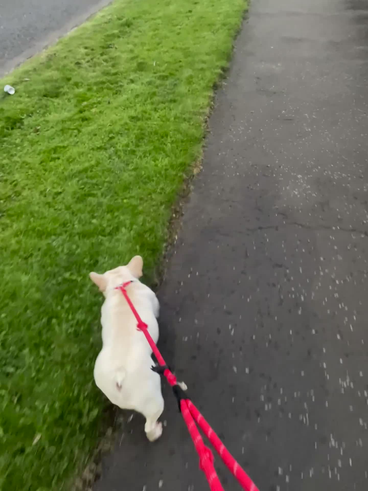 French Bulldog dogs for sale: forever home needed for this beautiful girl  - Video 1