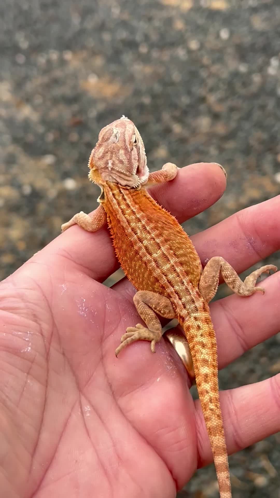 Bearded Dragon reptiles for sale: Red hypo trans Genetic Stripe Bearded Dragons - Video 1