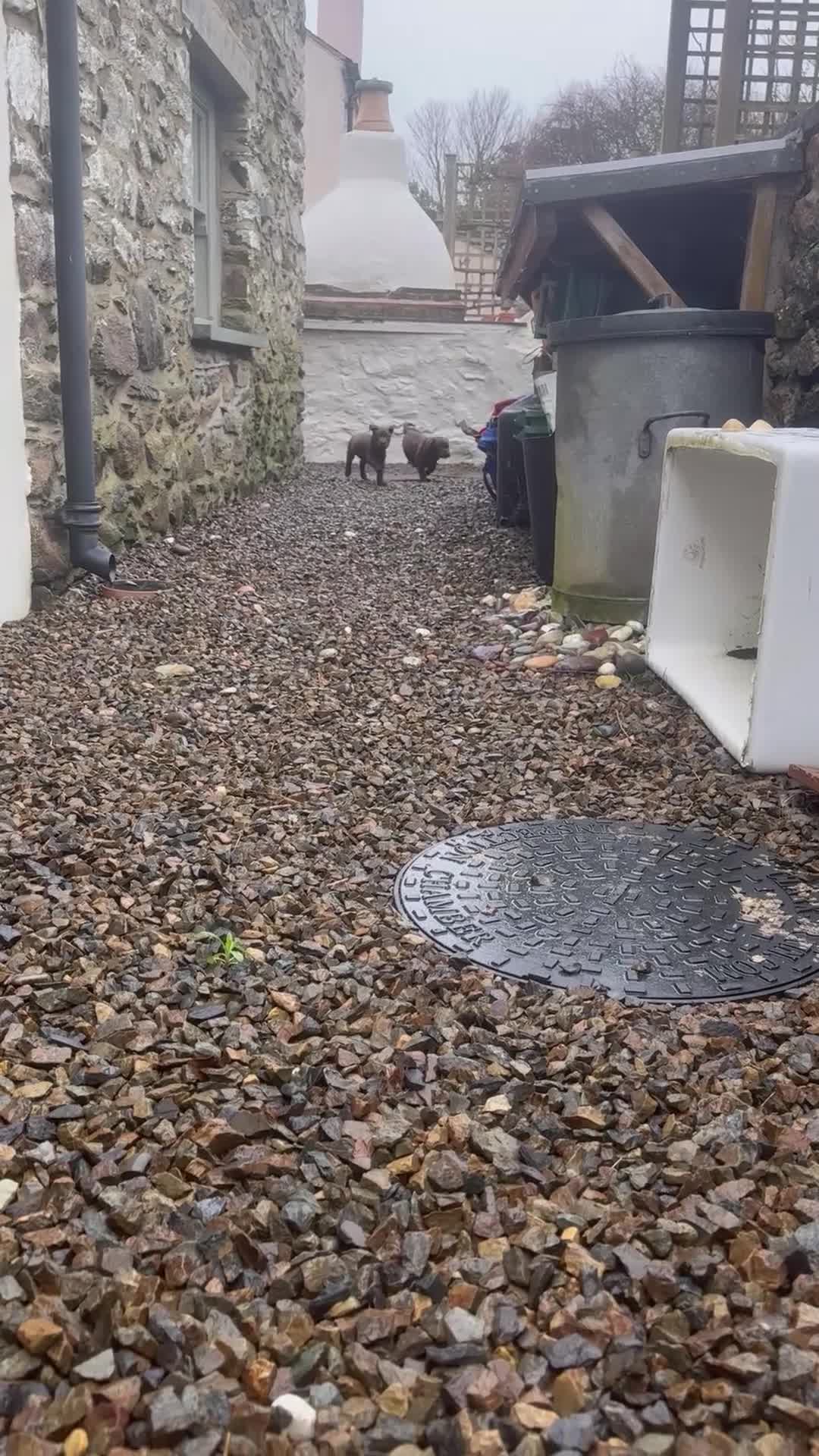 Labrador Retriever dogs for sale: Chocolate Labrador Boys  - Video 1