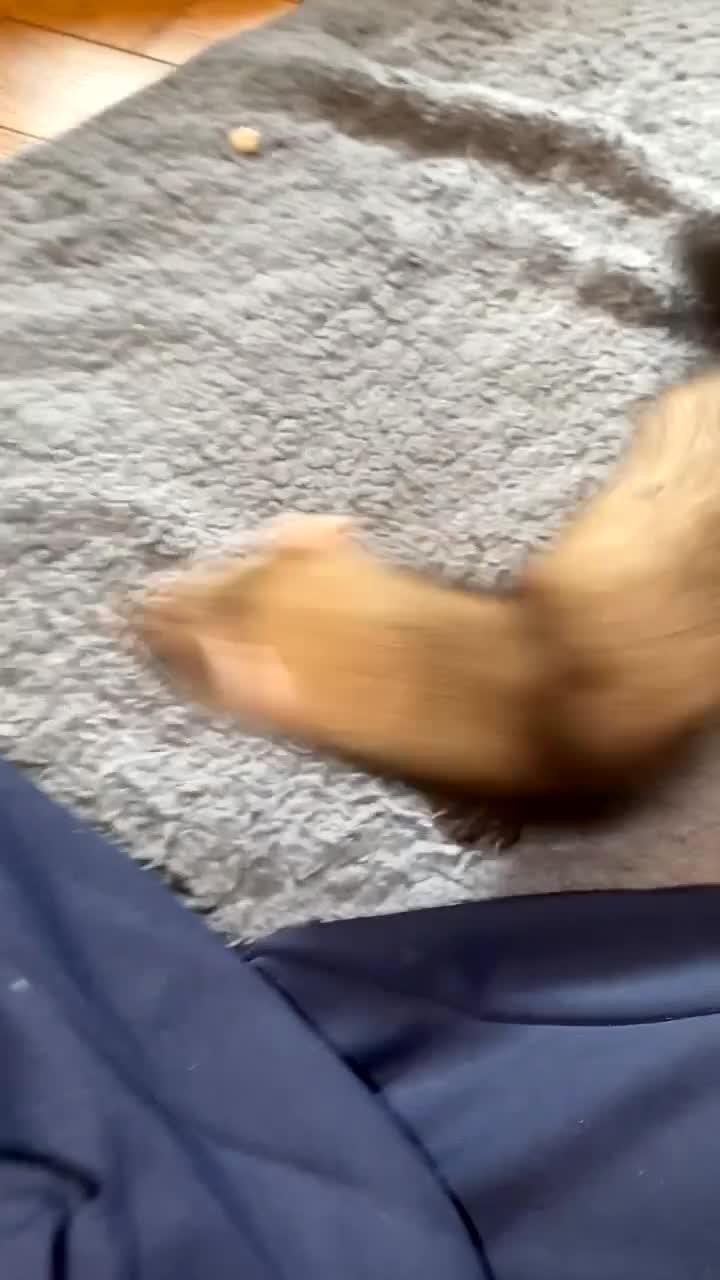 Ferret rodents for sale: Hob and cage - Video 1
