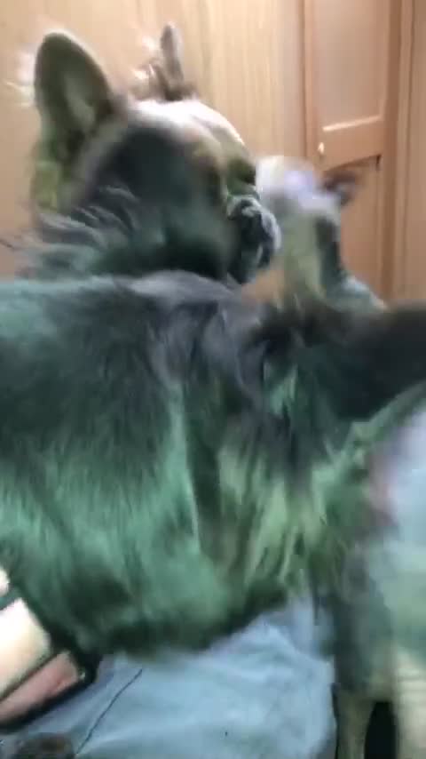 Sphynx cats for sale: RARE Dwelf Odd Eye Patterned Sphynx  - Video 3