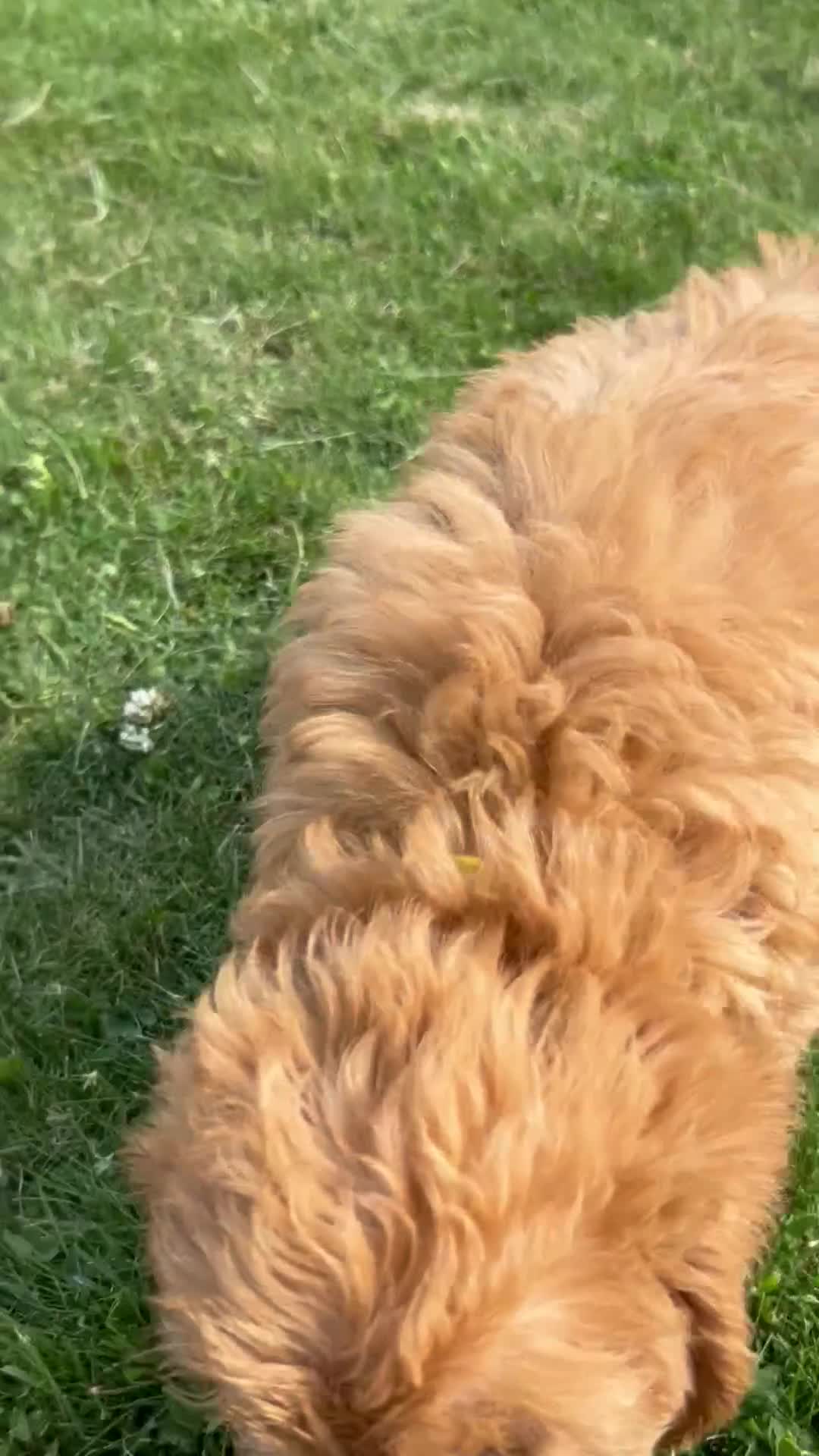 Labradoodle dogs for sale: Ready F1b labradoodle curl red health test parent  - Video 2