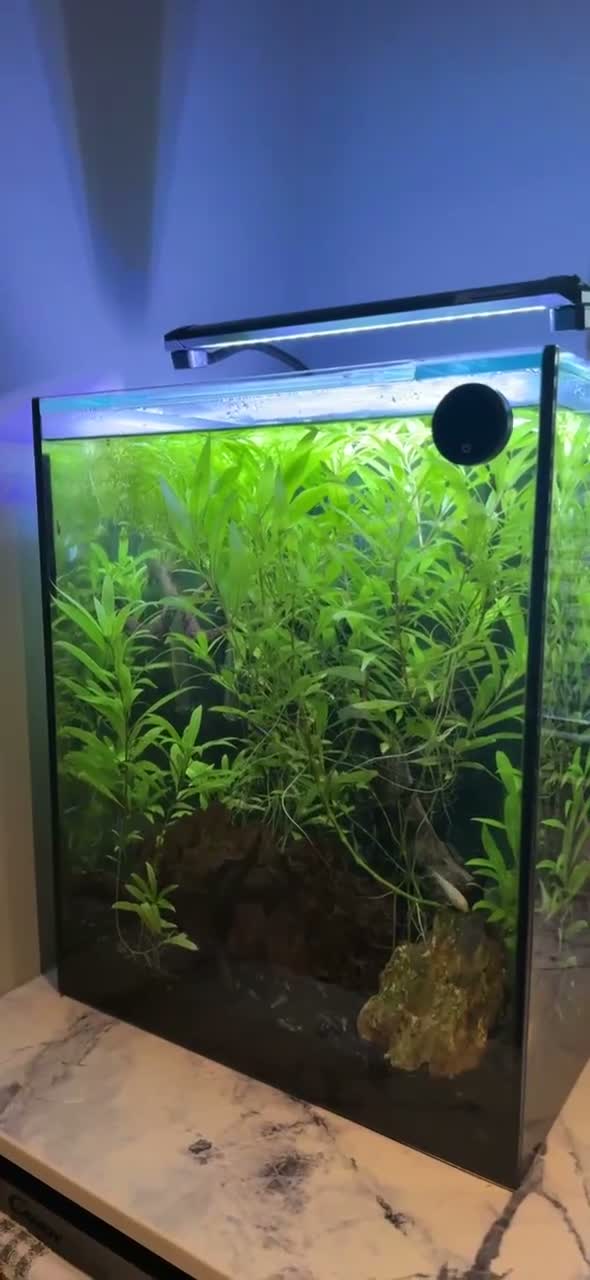 Tetras fish for sale: 85L Large Tank with stock - Video 1
