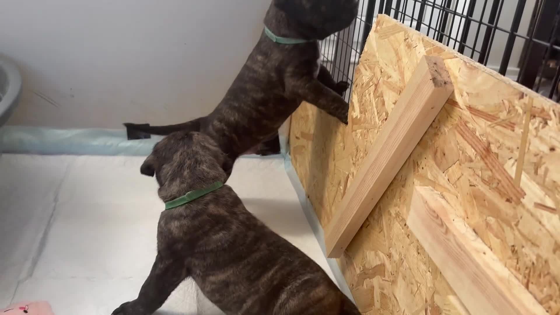 Mixed Breed dogs for sale: Cane Corso x boerboel  - Video 1