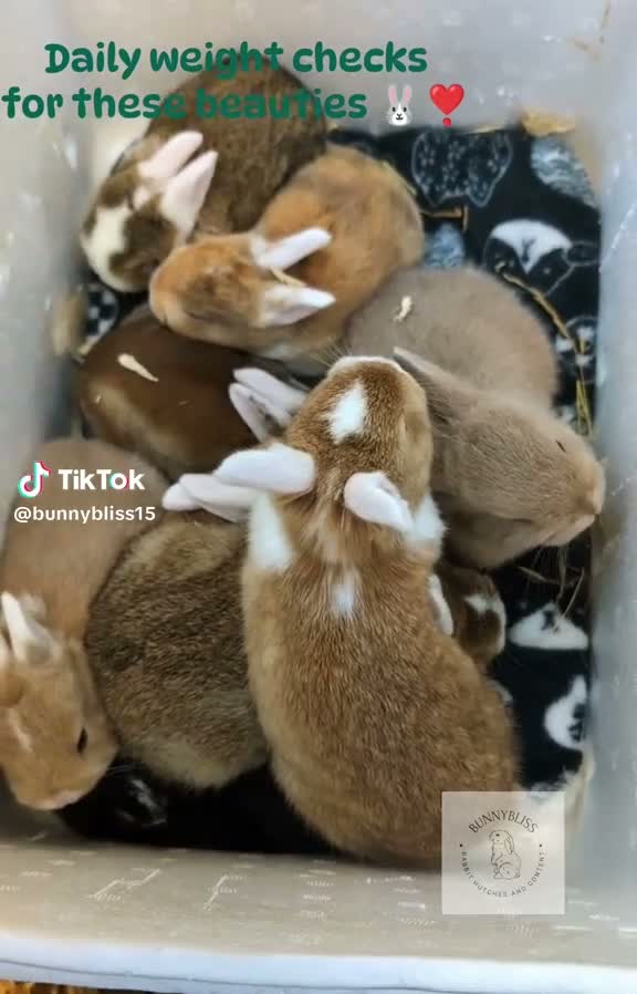 Mixed Breed rabbits for sale: Beautiful bunnies to reserve  - Video 1
