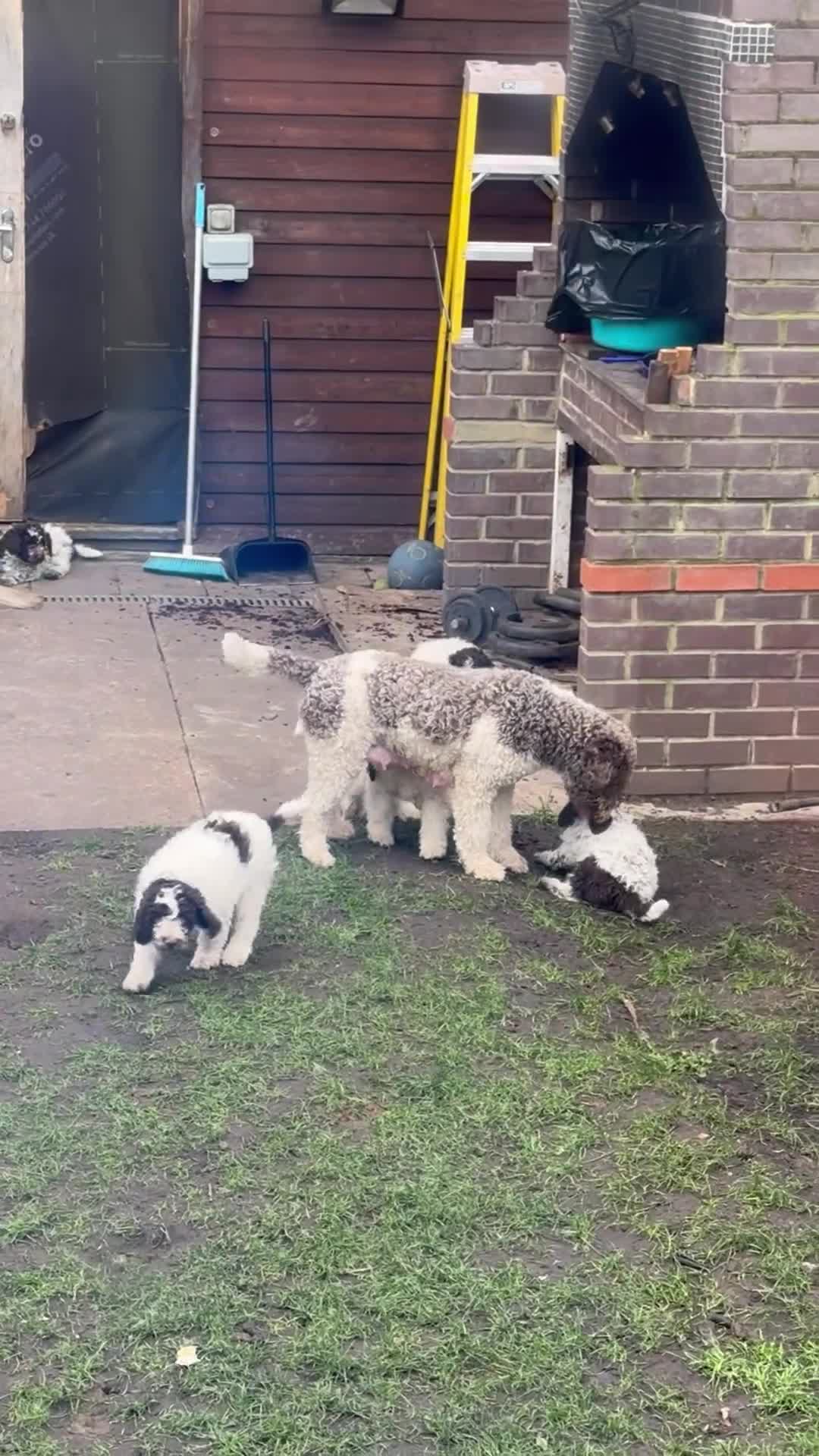 Lagotto Romagnolo dogs for sale: Lagotto Romagnolo Pups – Only two males available - Video 3