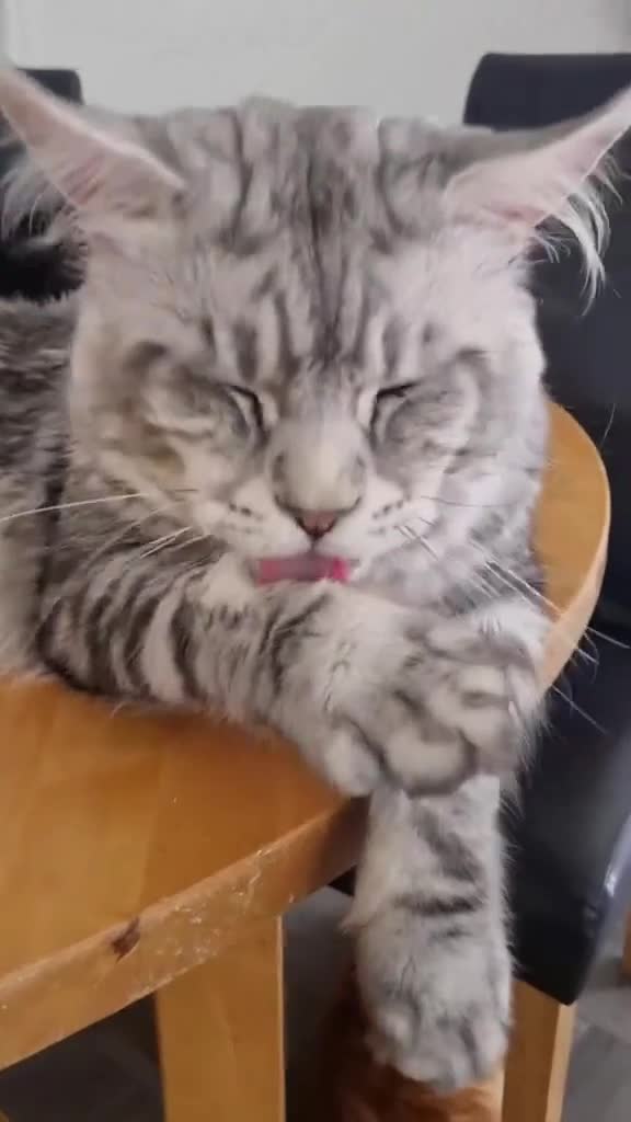Maine Coon cats for stud: 2 XL Proven Studs 1 of them is a Tica Champion   in Royston - Video 2