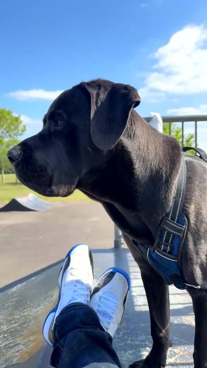Cane Corso dogs for stud: Stud dog  - Video 1