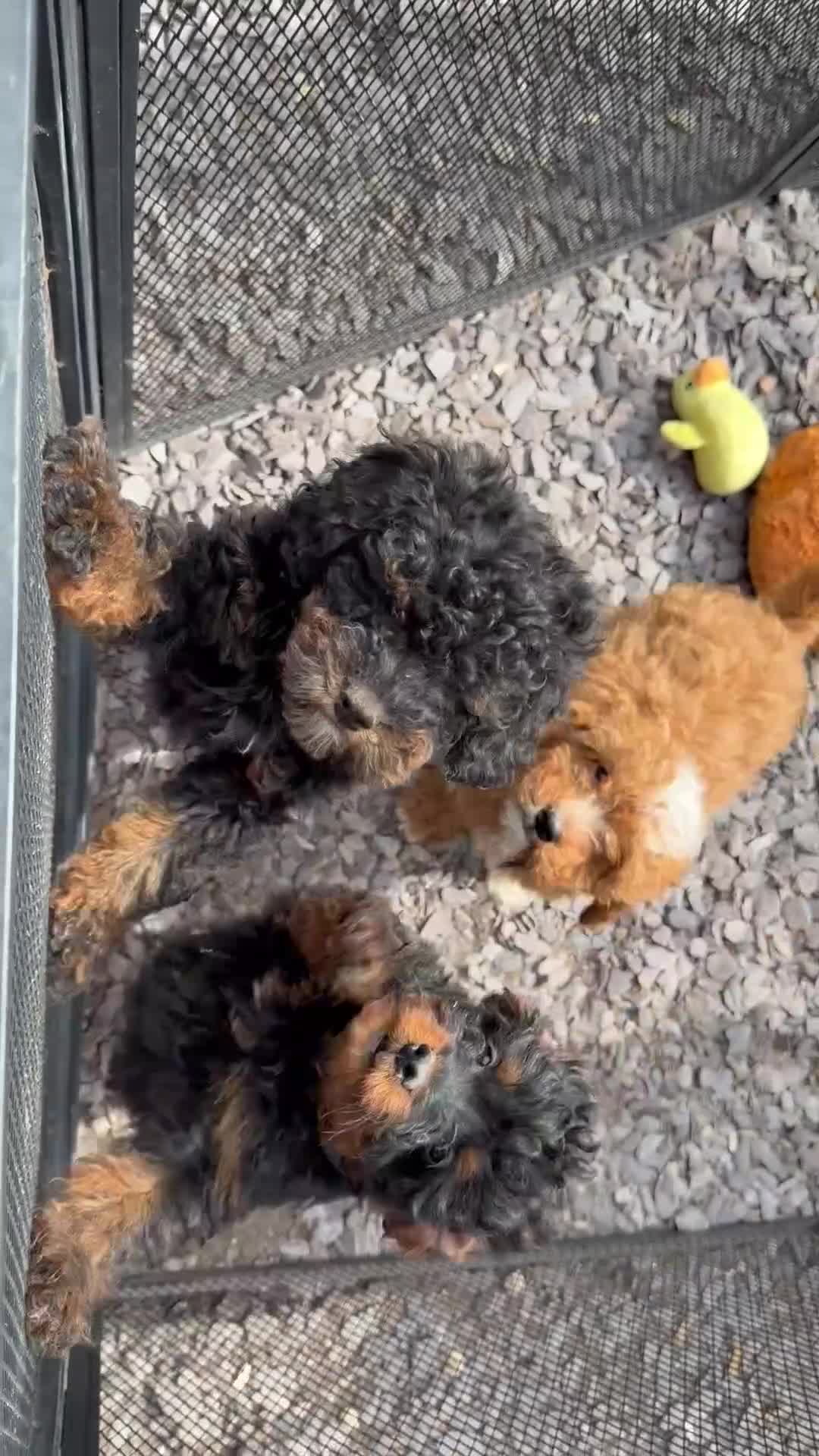 Cavapoo dogs for sale:  Toy Cavapoo health tested f1b ready to go  - Video 3