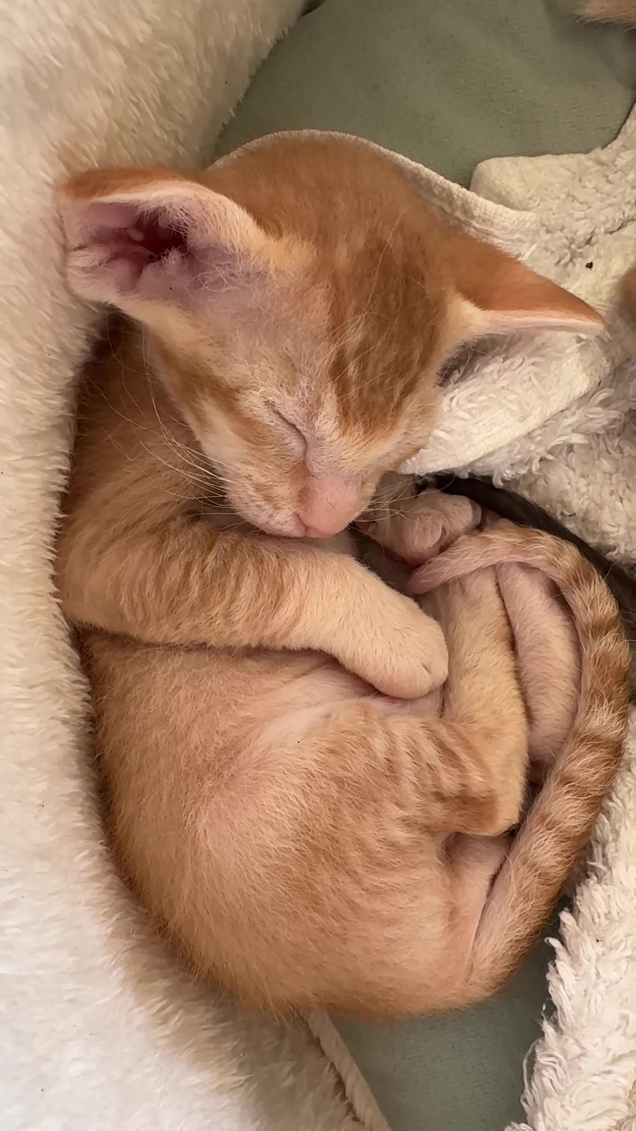 Peterbald cats for sale: Pedigree registered TICA kittens - Video 1