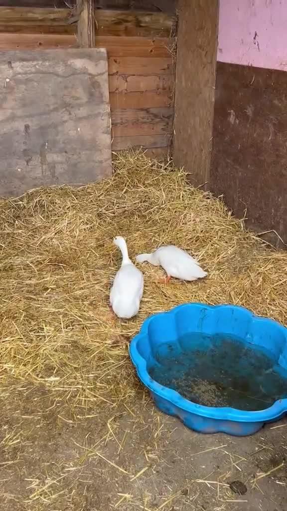 Ducks poultry for sale: Two male runner ducks - Video 1