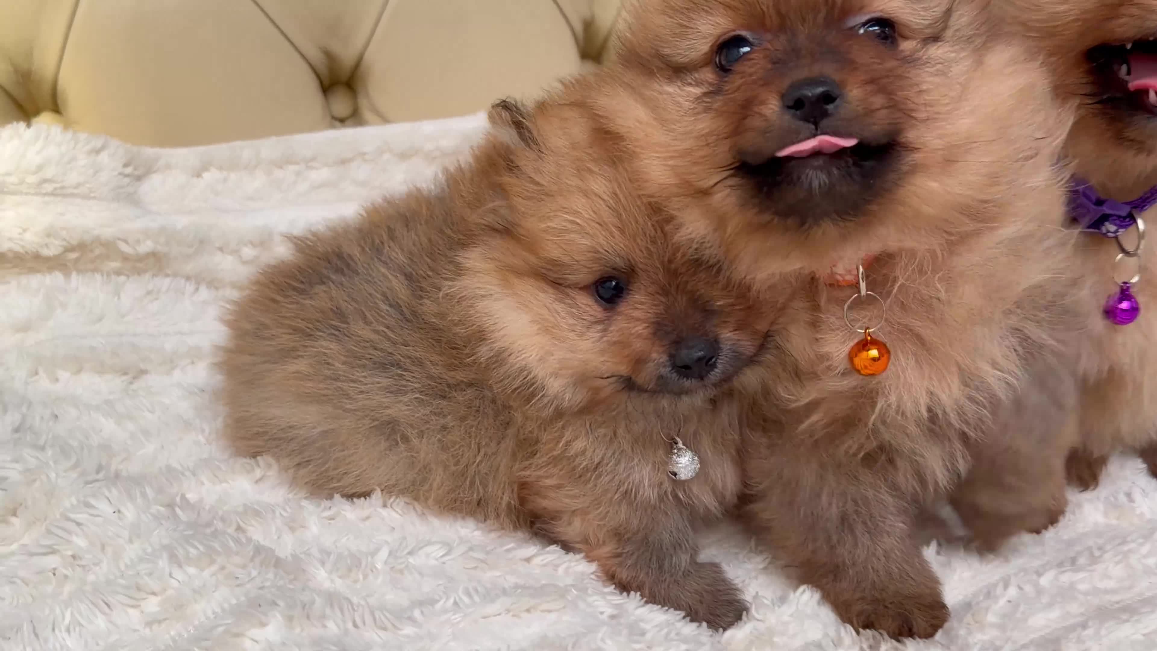 Pomeranian dogs for sale: Fluffy Pomeranian Puppies  - Video 1