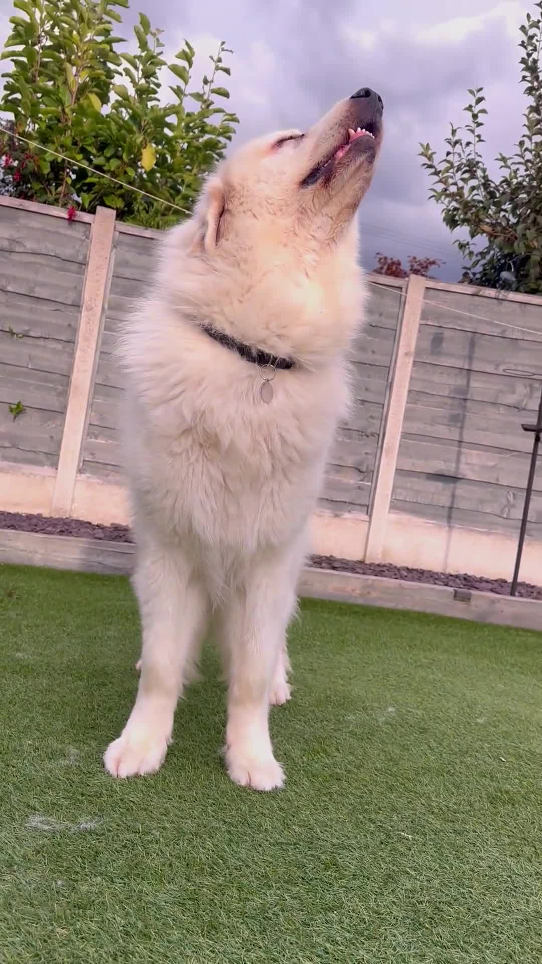 Pyrenean Mountain Dog dogs for sale: 3 Year Old Loving Girl  - Video 1