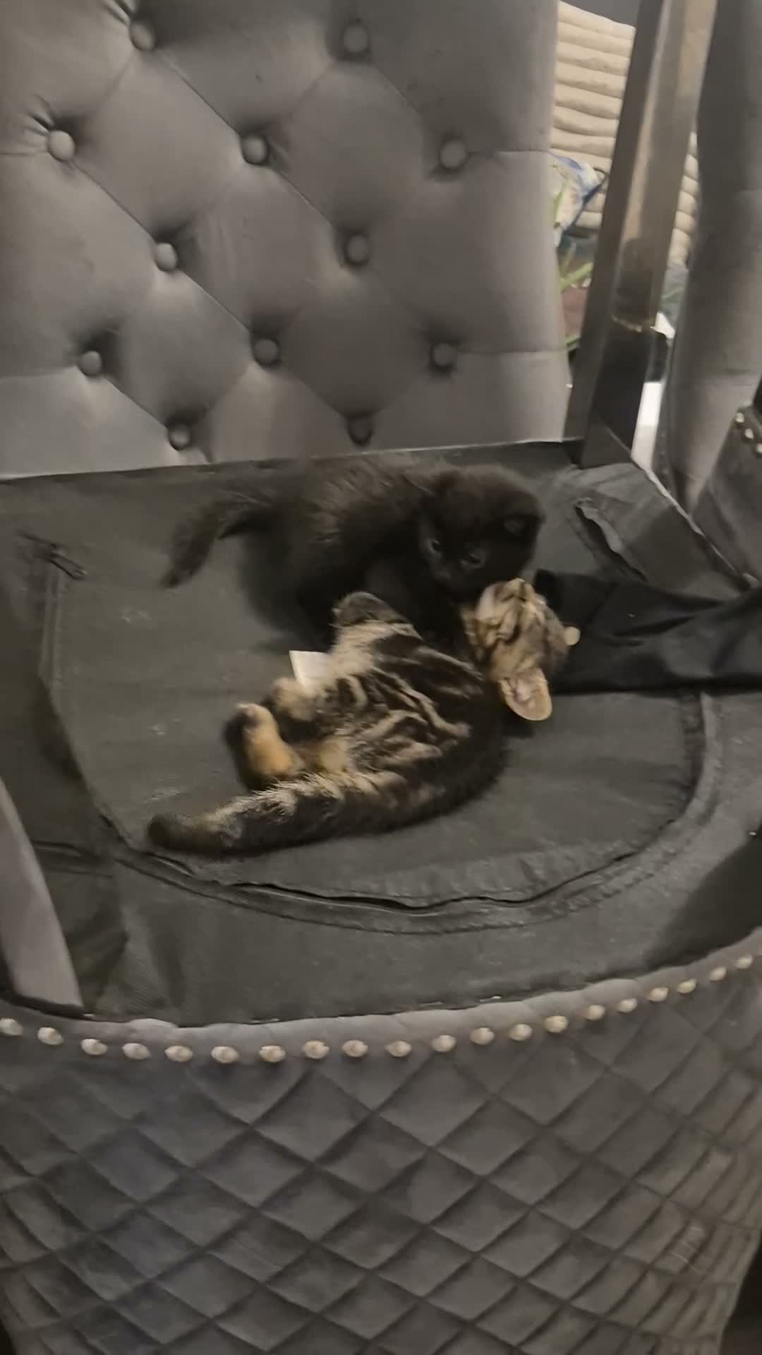 Mixed Breed cats for sale: Blue Russian Kittens  - Video 1
